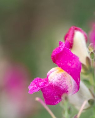 Sabah çiğ taneli taze pembe bir aslanağzı çiçeğinin makro görüntüsü, çiçekli arka planlar, botanik tasarım ve bahar temalı içerik için ideal.