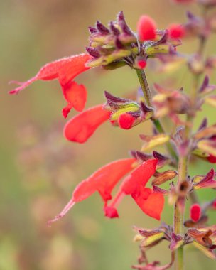 Makro odak içinde canlı kırmızı Salvia çiçekleri, botanik tasarım için ideal, mevsimlik dekor, ya da yumuşak pastel bokeh ile çiçek arkaplan