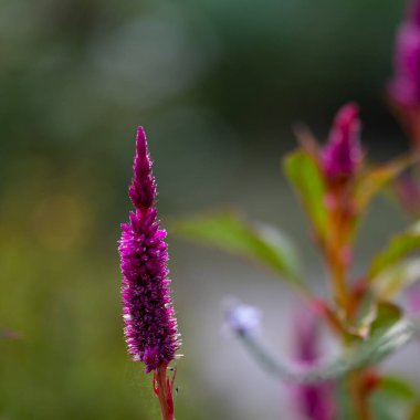Titreşimli selosya spicata, ılık bir sabah ışığında çiçek açar. Botanik, çiçek ve doğa temaları için ideal mor renkte.