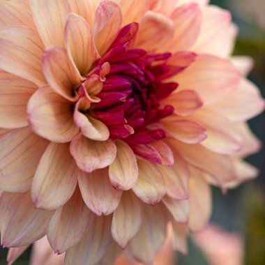 Katmanlı pembe şeftalili yıldız çiçeği ve canlı mor bir çekirdek. Çiçek arkaplan, bahçe tasarımı veya botanik dekor için ideal.