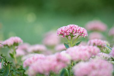 Pembe sedum çiçekleri, bulanık yeşil arka plan ve nazik doğal ışıklandırma ile çiçek açarlar.