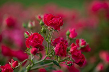Canlı bir yaz bahçesinde çiğ damlalarıyla çiçek açan kırmızı güller. Romantik, çiçekli ve mevsimsel tasarımlar için mükemmel.