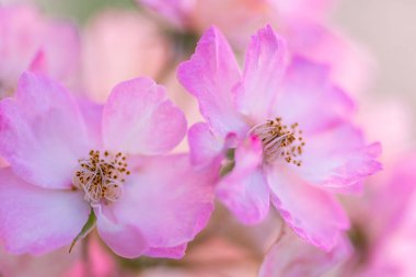 Yumuşak doğal ışık ve nazik Bokeh ile makro detaylarda pembe güller açar. Botanik, çiçek ve romantik temalar için idealdir..