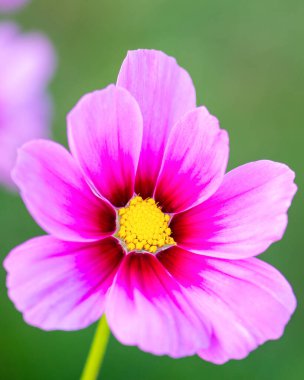 Keskin makro odaklı parlak pembe kozmos çiçeği sarı bir merkez ve pürüzsüz yeşil bokeh, çiçek, doğa ve botanik temalar için idealdir..