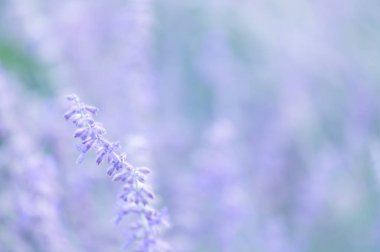 Rus bilgeleri lavanta mavisi tonlarda çiçek açar. Yumuşak odak ve hafif ışıkla yakalanır. Botanik ve çiçek arkaplanları için mükemmeldir..