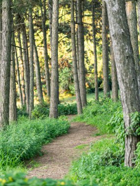 Çam ormanlarında yeşil yapraklar arasında dolanan manzara kiri. Doğa, yürüyüş ve açık hava macera temaları için mükemmel..