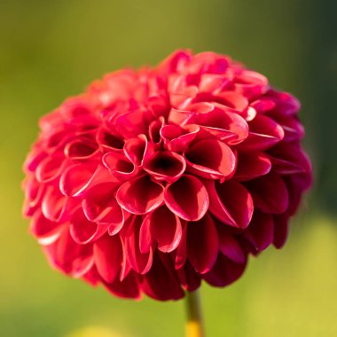 Canlı kırmızı ponpon yıldız çiçeği ve botanik temalar için mükemmel yumuşak yeşil bokeh ve taze taçyapraklı ılık altın ışıkta..