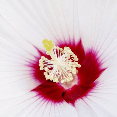 İnce damarlı yumuşak beyaz yapraklar tarafından çerçevelenmiş canlı bir kırmızı merkezden çıkan, bitkisel, çiçeksel ve doğa kavramları için idealdir..