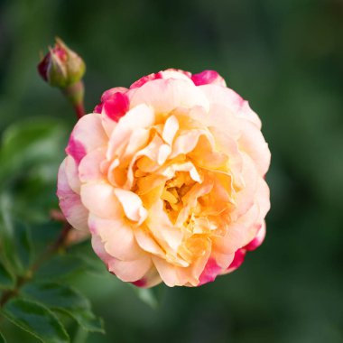 Çiçek açmış pembe yapraklı zarif şeftali gülü. Bahçede doğal yeşil yapraklarla yakalanmış makro..