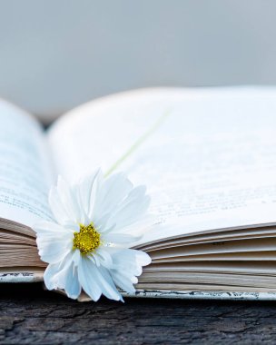 Açık kitap sayfalarına yerleştirilmiş beyaz papatya çiçeği, okumayı, romantizmi ve ilhamı sembolize eden narin, durgun yaşam kompozisyonu..