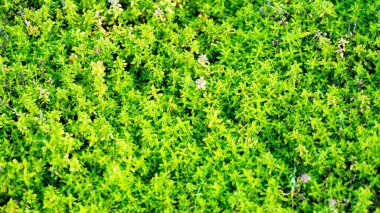 Taze yeşil kekik yaprakları yakın görüntüde, doğal doku arka planı mutfak, bahçe ve bitkisel kavramlar için kullanışlı.