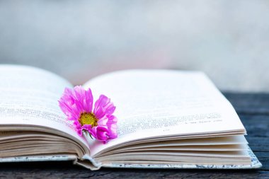 Açık kitap sayfalarına yerleştirilmiş pembe çiçek, romantik, ilham ve edebiyatı temsil eden sembolik natürmort hayat sahnesi.