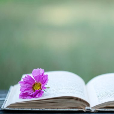 Açık bir kitap, canlı pembe bir çiçek yer imi. Kırsal bir ahşap üzerinde doğal bir ortamda uzanıyor. Romantizmi, ilham ve edebiyata olan sevgiyi simgeliyor..