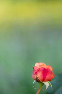 Çiçek açan turuncu kırmızı gül tomurcuğunun parlak taç yaprakları ve yumuşak bokeh yeşili arka planı..