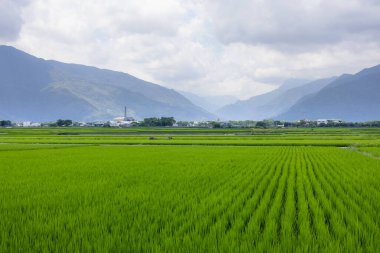 Tayvan 'ın Taitung bölgesindeki Paddy pirinç tarlası.