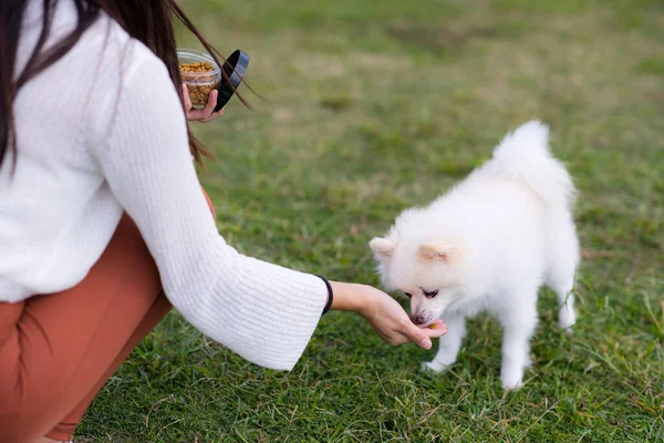 Mujer Alimentación Snack Tratar Mascota Parque —  Fotos de Stock