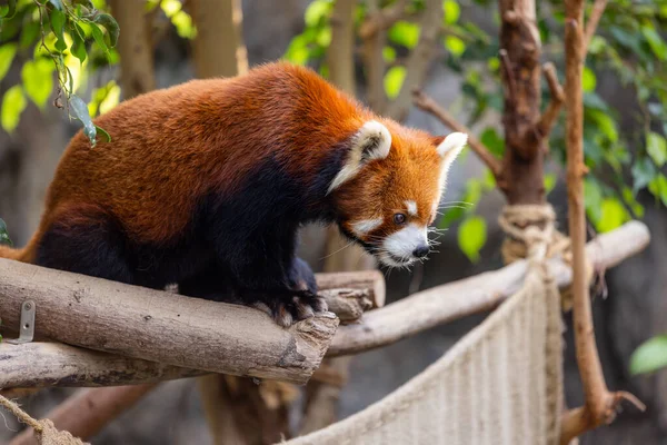 動物園の赤いパンダ — ストック写真