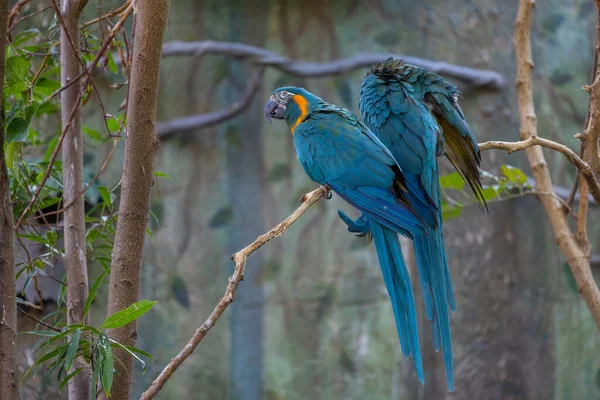 ハイアシンマコー動物園でぼやけた緑と — ストック写真
