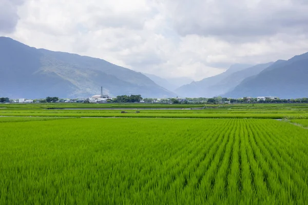 Pole Ryżu Paddy Taitung Tajwanu — Zdjęcie stockowe