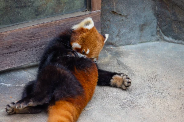 Roter Panda Tierpark — Stockfoto