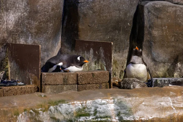 動物園水族館のペンギン — ストック写真