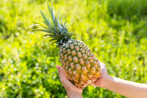 農場でパイナップルの成長を保持する手 — ストック写真