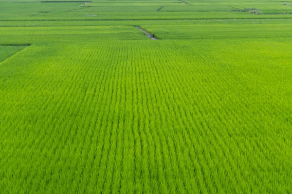 Frische Reiswiese — Stockfoto