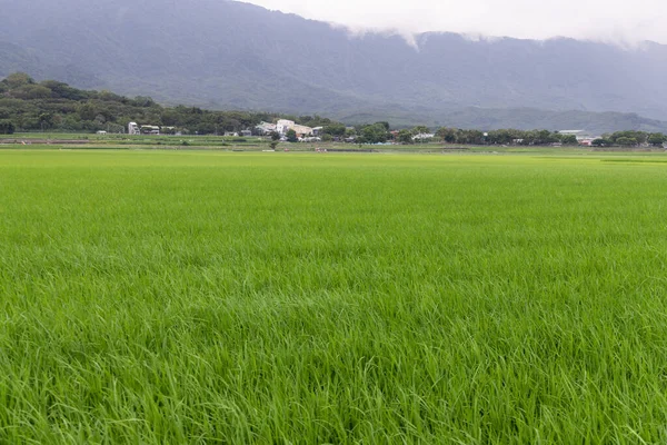 Taitungská Rýžová Louka — Stock fotografie