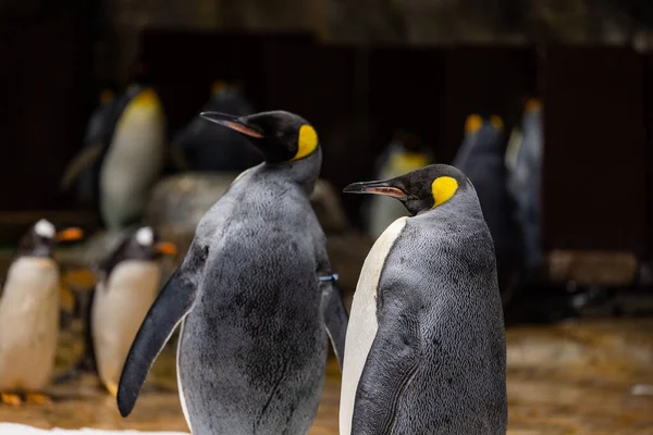 Tučňák Akváriu Zoo — Stock fotografie