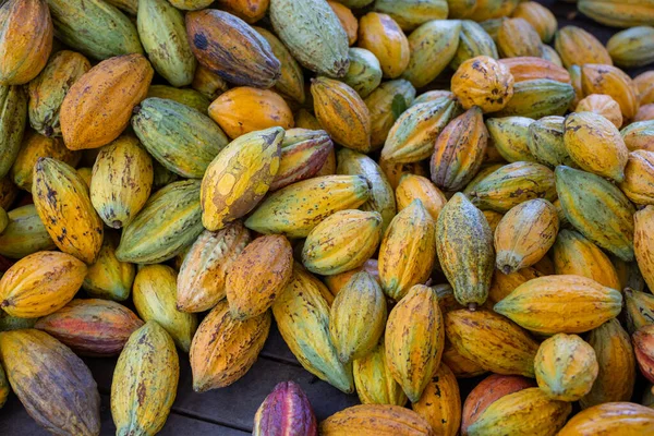 Biologische Rijpe Cacaopod Boerderij — Stockfoto