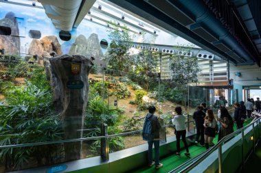 Hong Kong - 09 Aralık 2021: Hong Kong Ocean Park 'taki Panda Parkı