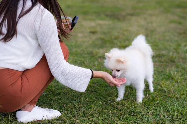 Woman pet and feed her pomeranian dog at park