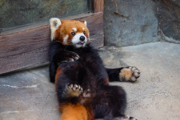 Červená Panda Zoo Parku — Stock fotografie