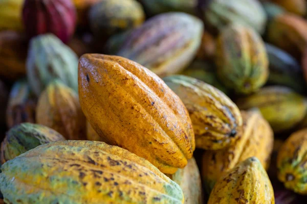 초콜릿 공장에서 수확하는 코코아 꼬투리 — 스톡 사진