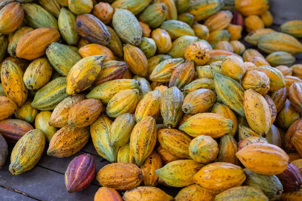 Organiczne Dojrzałe Kakaowce Gospodarstwie — Zdjęcie stockowe