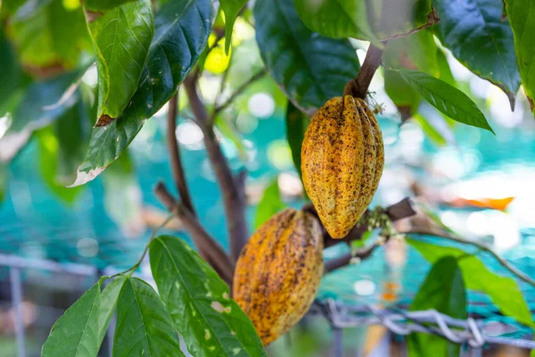 Gousse Cacao Jaune Verte Pousse Sur Arbre — Photo