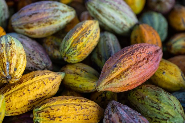 Свежий Урожай Какао Шоколадной Фабрике — стоковое фото