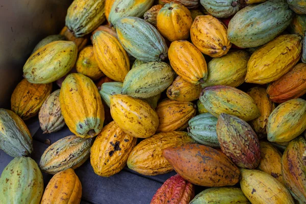 Ekologisk Mogen Kakao Kapsel Gården — Stockfoto