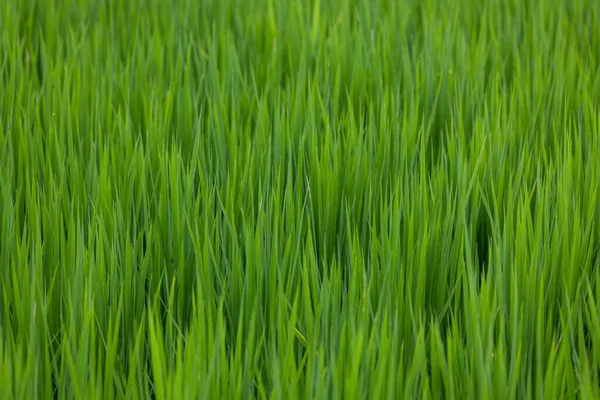 Tayvan Taitung Bölgesindeki Pirinç Tarlası — Stok fotoğraf