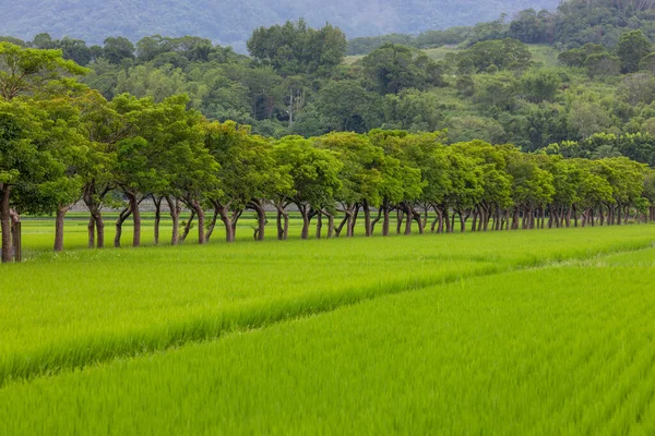 Πεδίο Ρυζιού Στο Taitung Της Ταϊβάν — Φωτογραφία Αρχείου