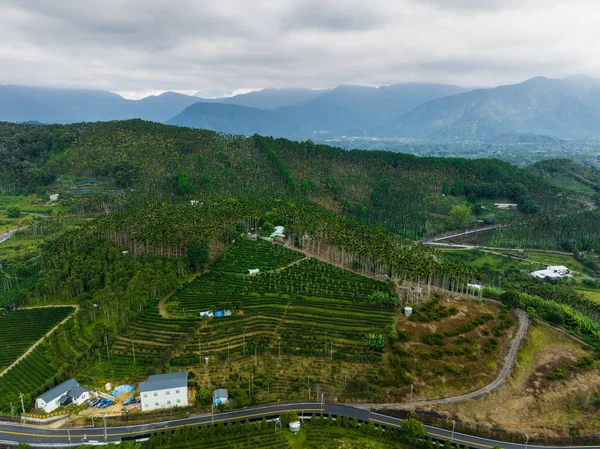 Зеленый Чайный Сад Лес Естественными Дорожными Пейзажами Горе Нанту Тайваня — стоковое фото
