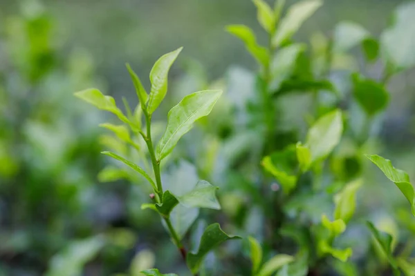 畑のお茶の木の上に新茶の葉 — ストック写真
