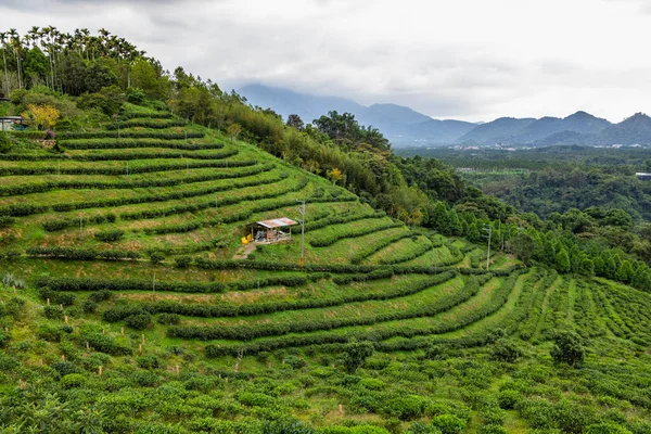 Chá Verde Fresco Terraço Fazenda Montanha Nantou Taiwan — Fotografia de Stock