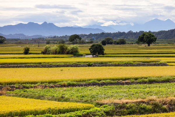 Спелые Желтые Рисовые Поля Тайваня — стоковое фото