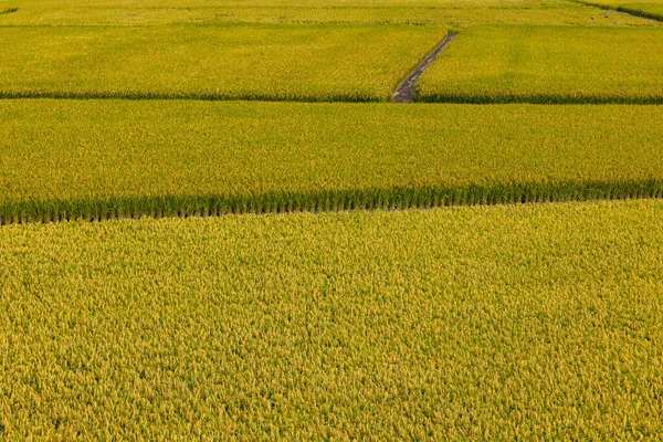 Спелые Желтые Рисовые Поля Тайваня — стоковое фото