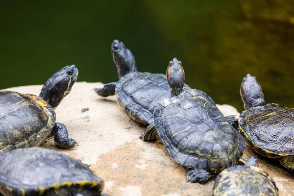 Turtle Lying Rock Water Pond — Stock Photo, Image