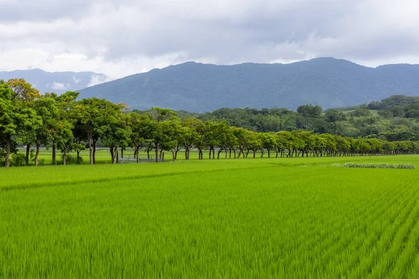 台湾太通的稻田 — 图库照片