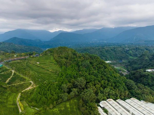 Jardim Chá Verde Floresta Com Estrada Paisagem Natural Montanha Nantou — Fotografia de Stock