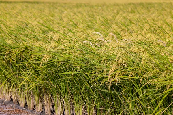 Tayvan Olgunlaşmış Sarı Pirinç Tarlası — Stok fotoğraf