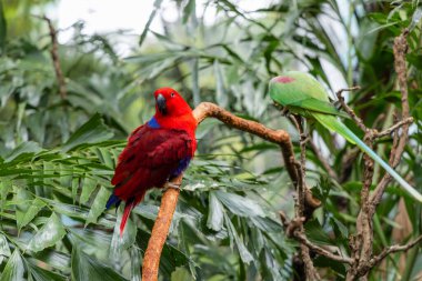 Eos bornea ve Psittacula eupatria